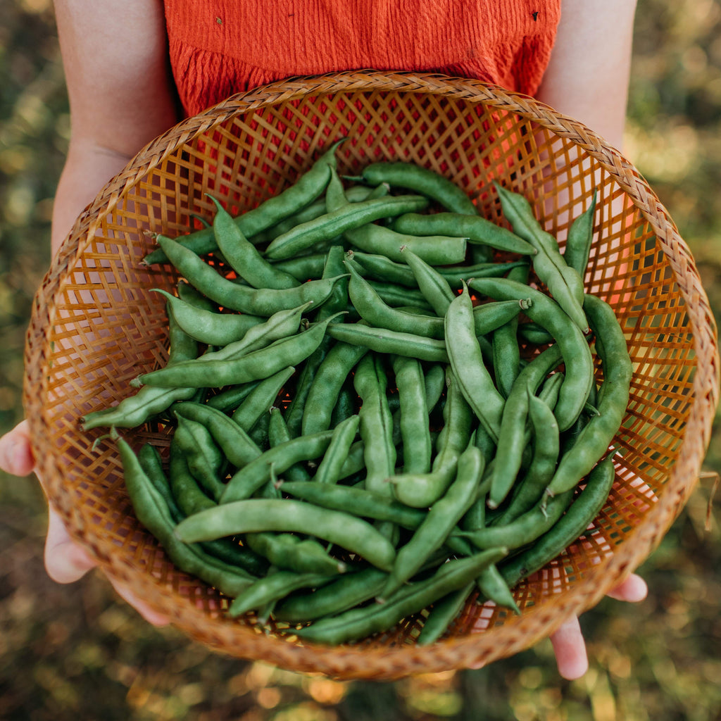 Pink Tip Greasy Bean Seeds