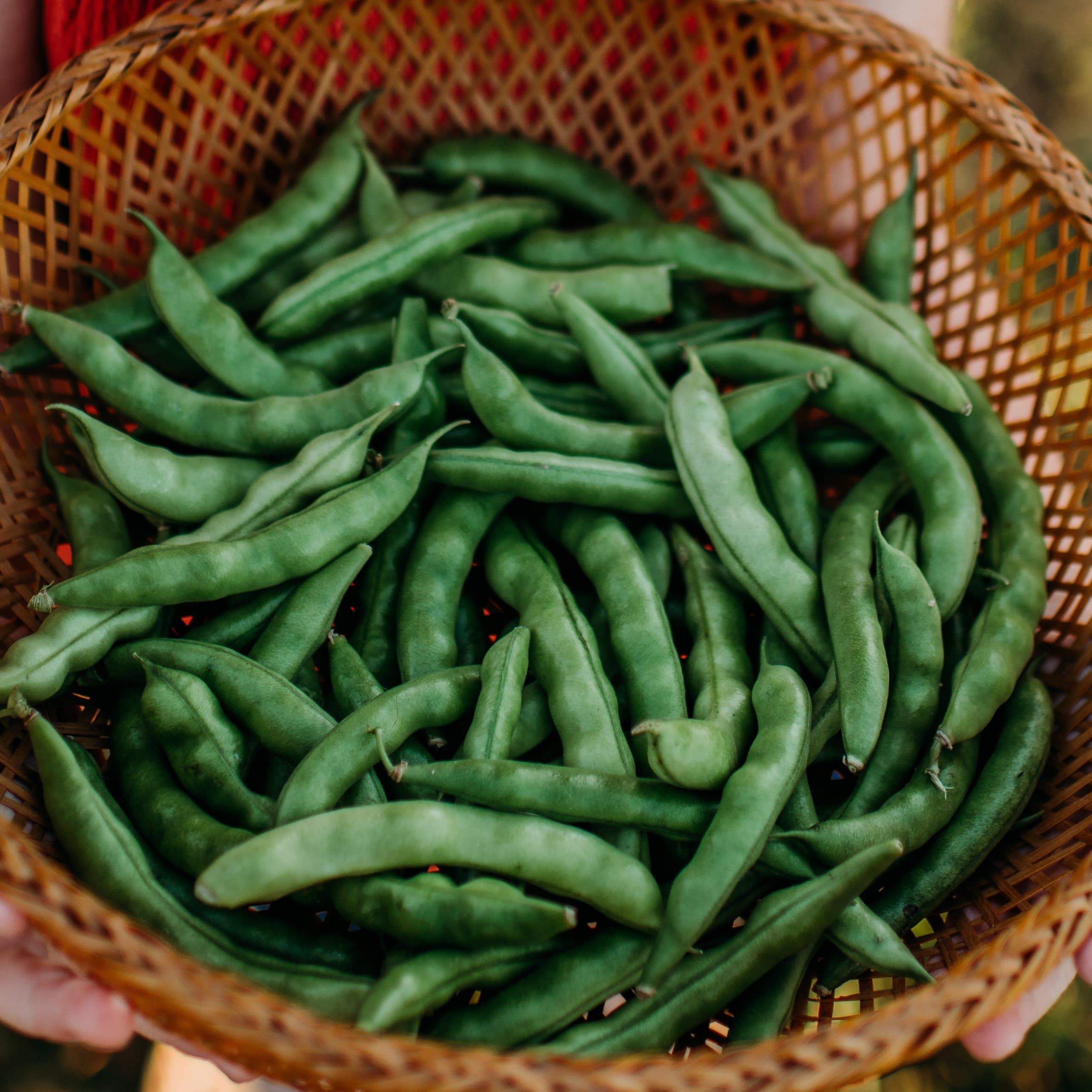 Pink Tip Greasy Bean Seeds