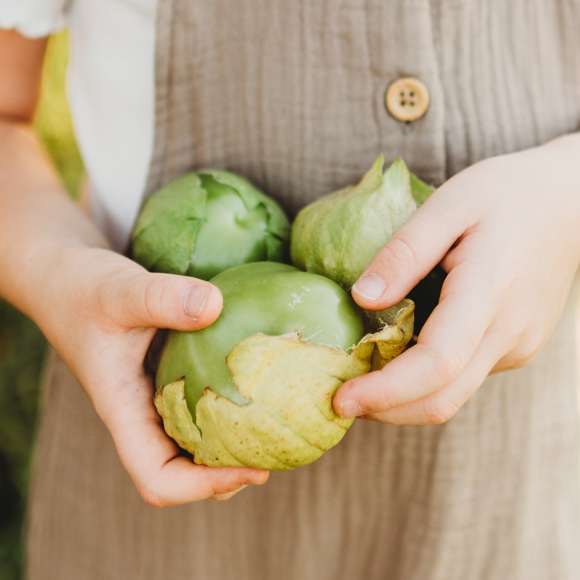 Plaza Latina Giant Green Tomatillo Seeds