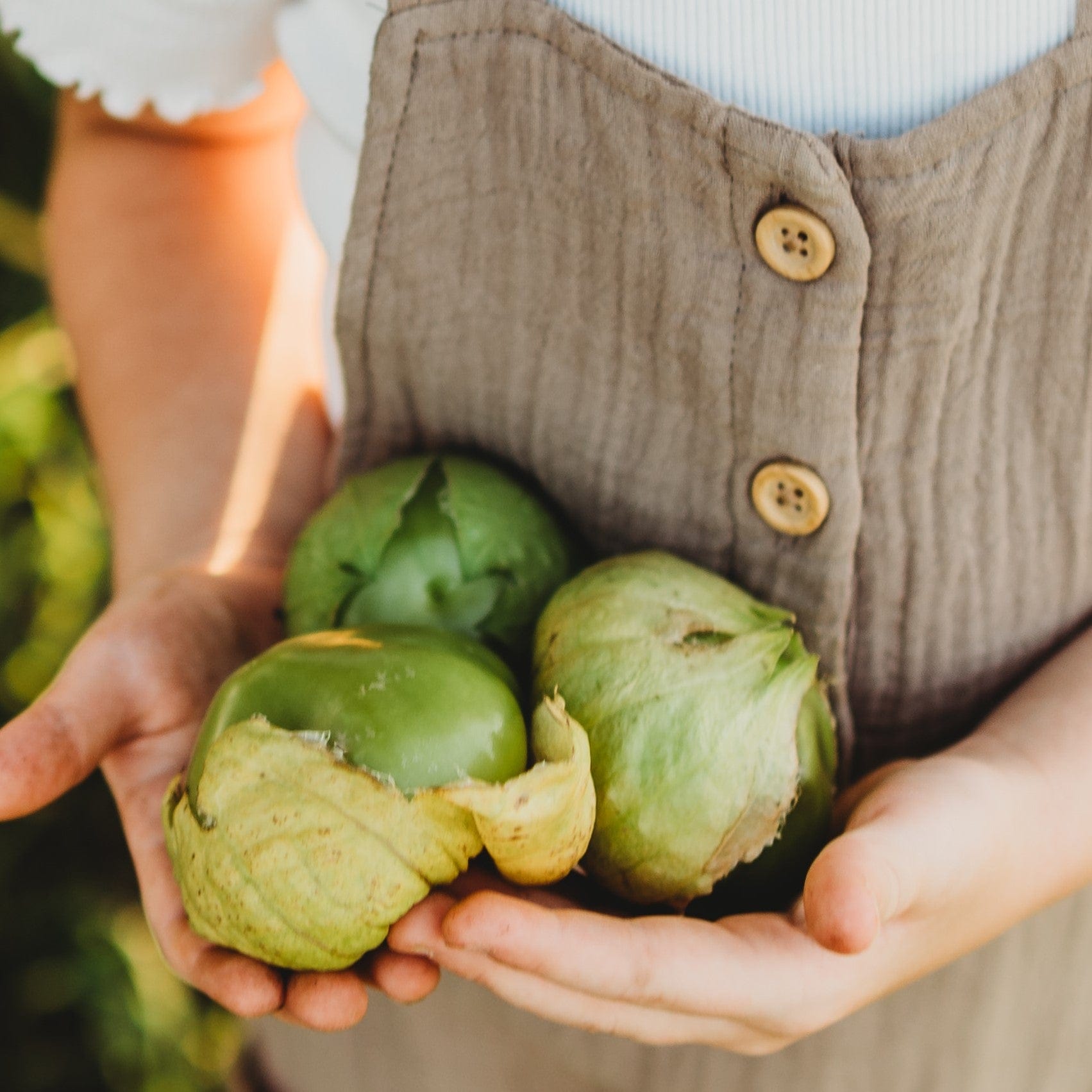 Plaza Latina Giant Green Tomatillo Seeds