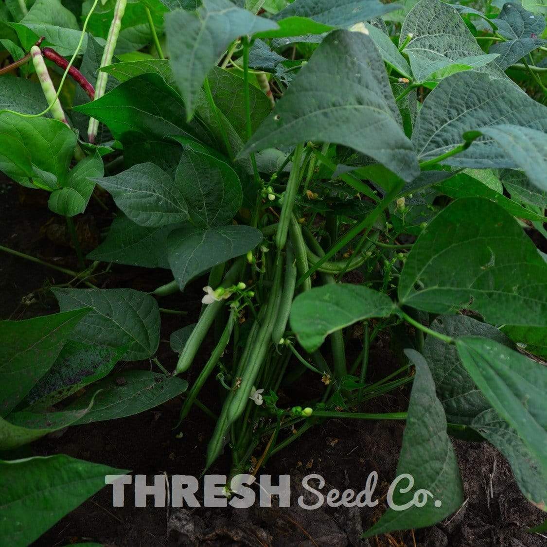 Prevail Snap Bean growing in garden