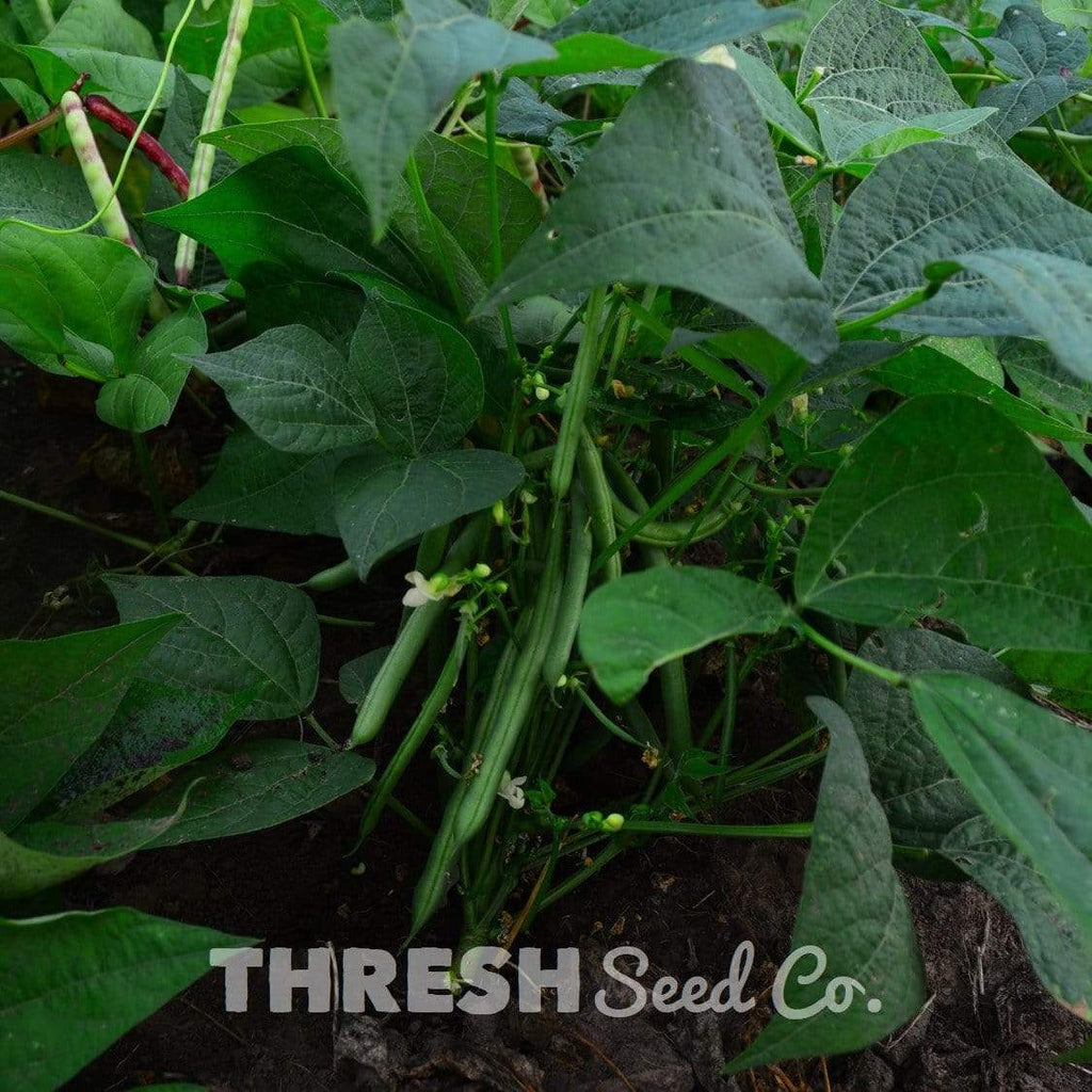 Prevail Snap Bean growing in garden