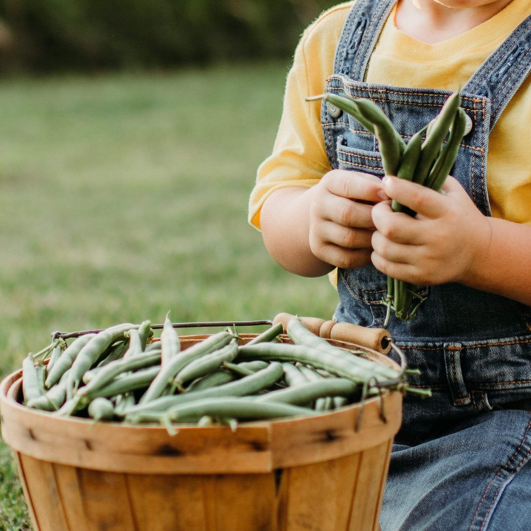Prevail Snap Green Bean Seeds