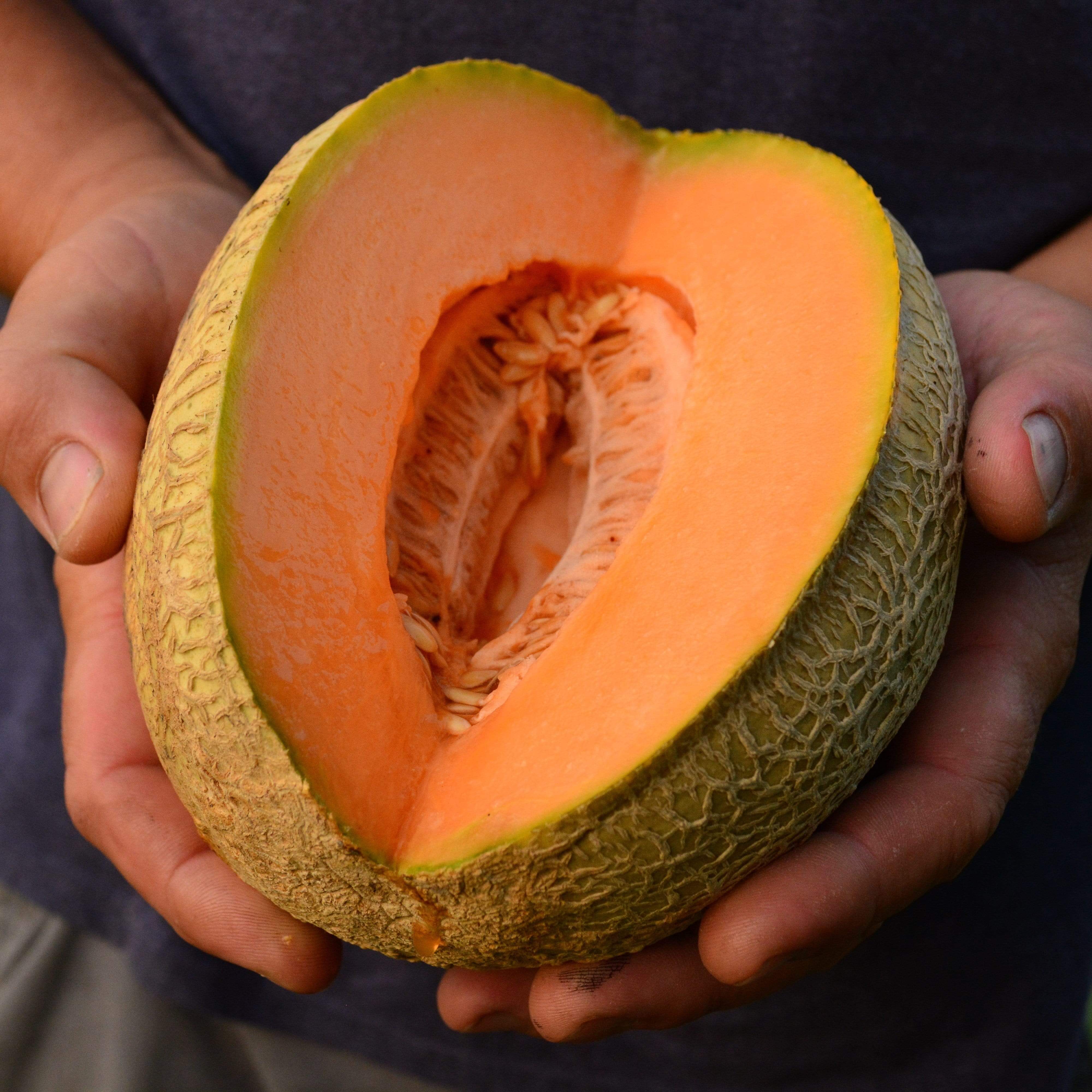 Pride of Wisconsin Muskmelon Seeds