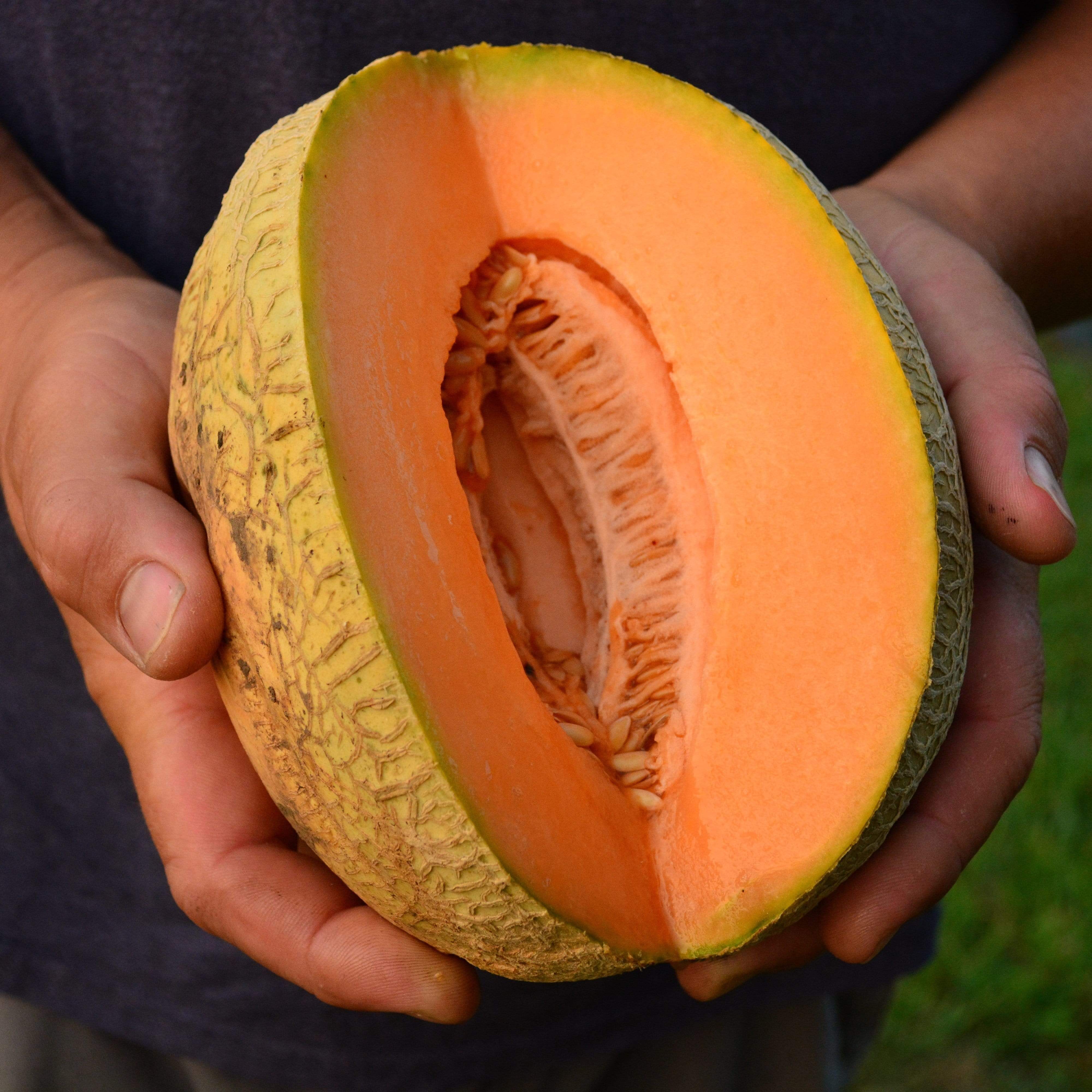 Pride of Wisconsin Muskmelon Seeds