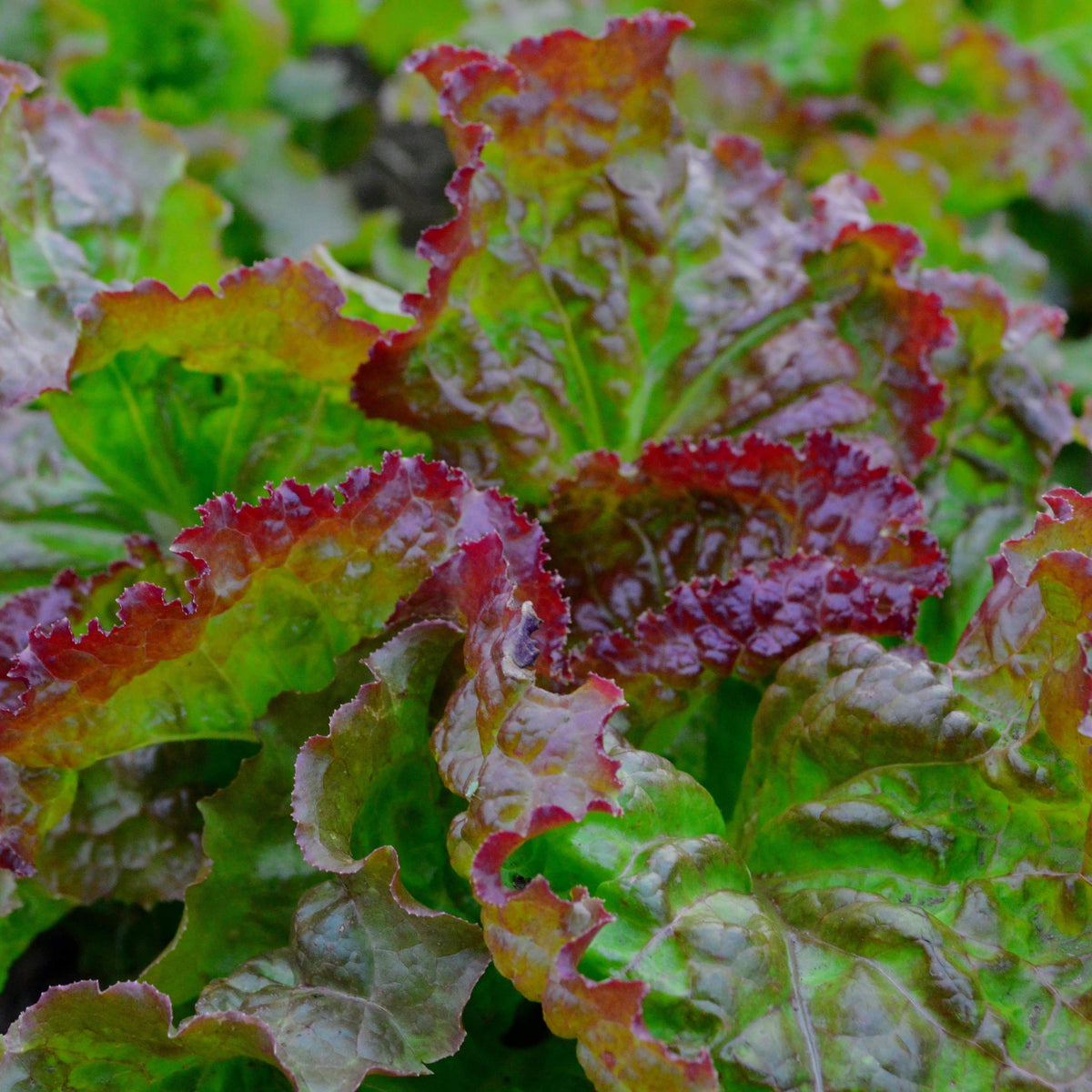 Prizehead Leaf Lettuce