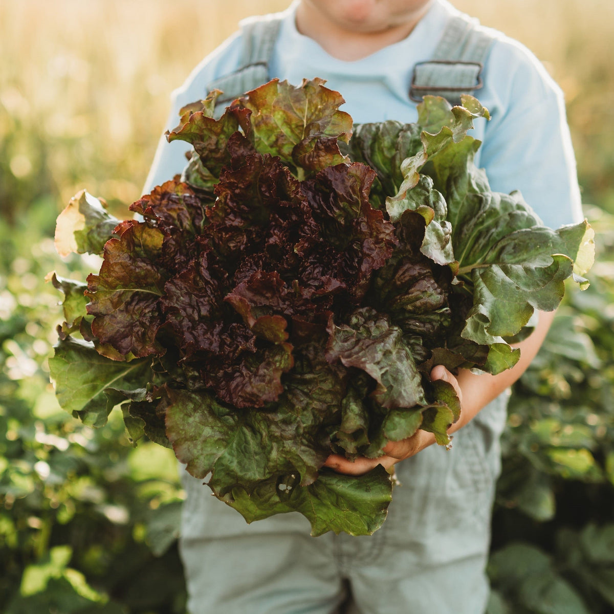 Prizehead Leaf Lettuce