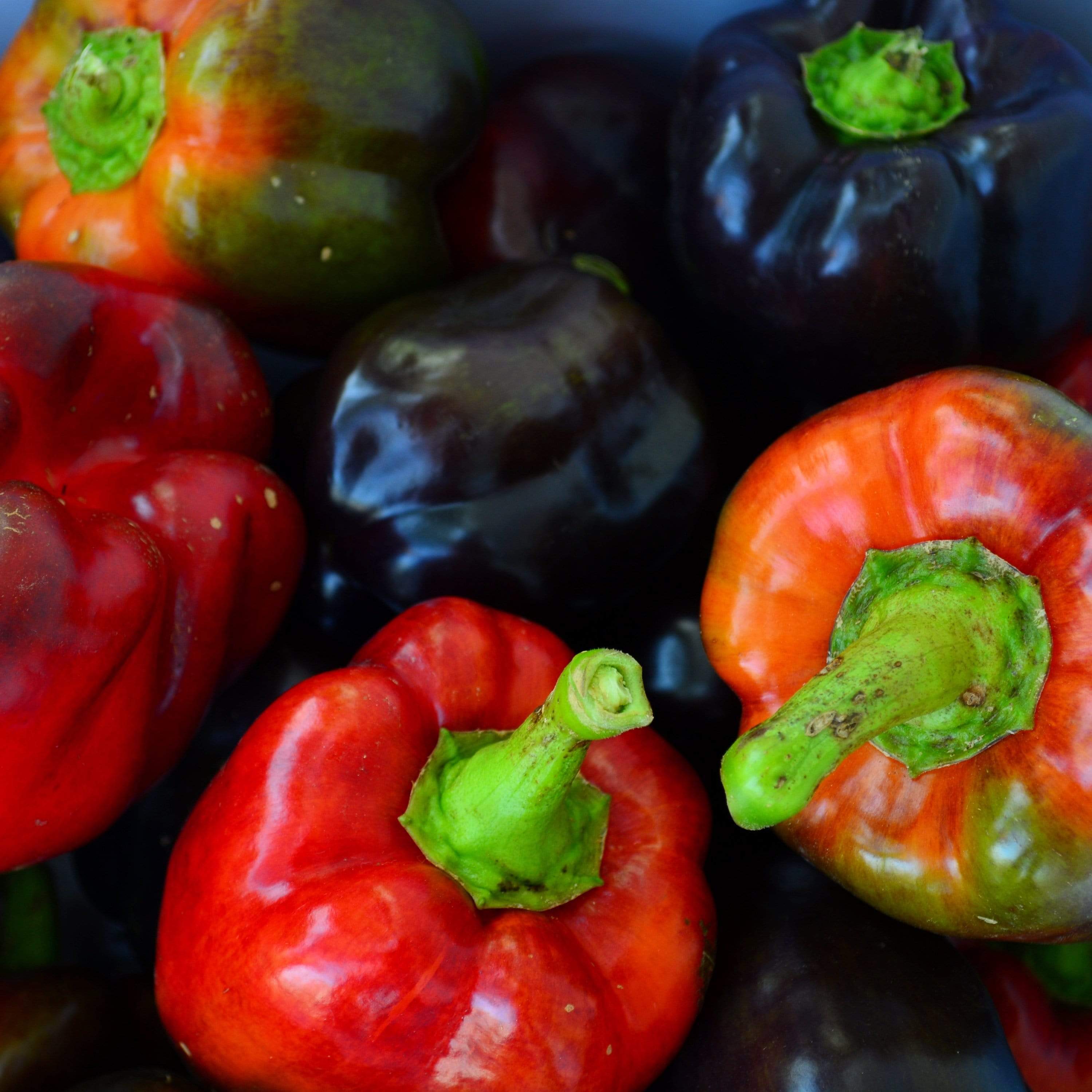 Purple Beauty Bell Pepper Seeds