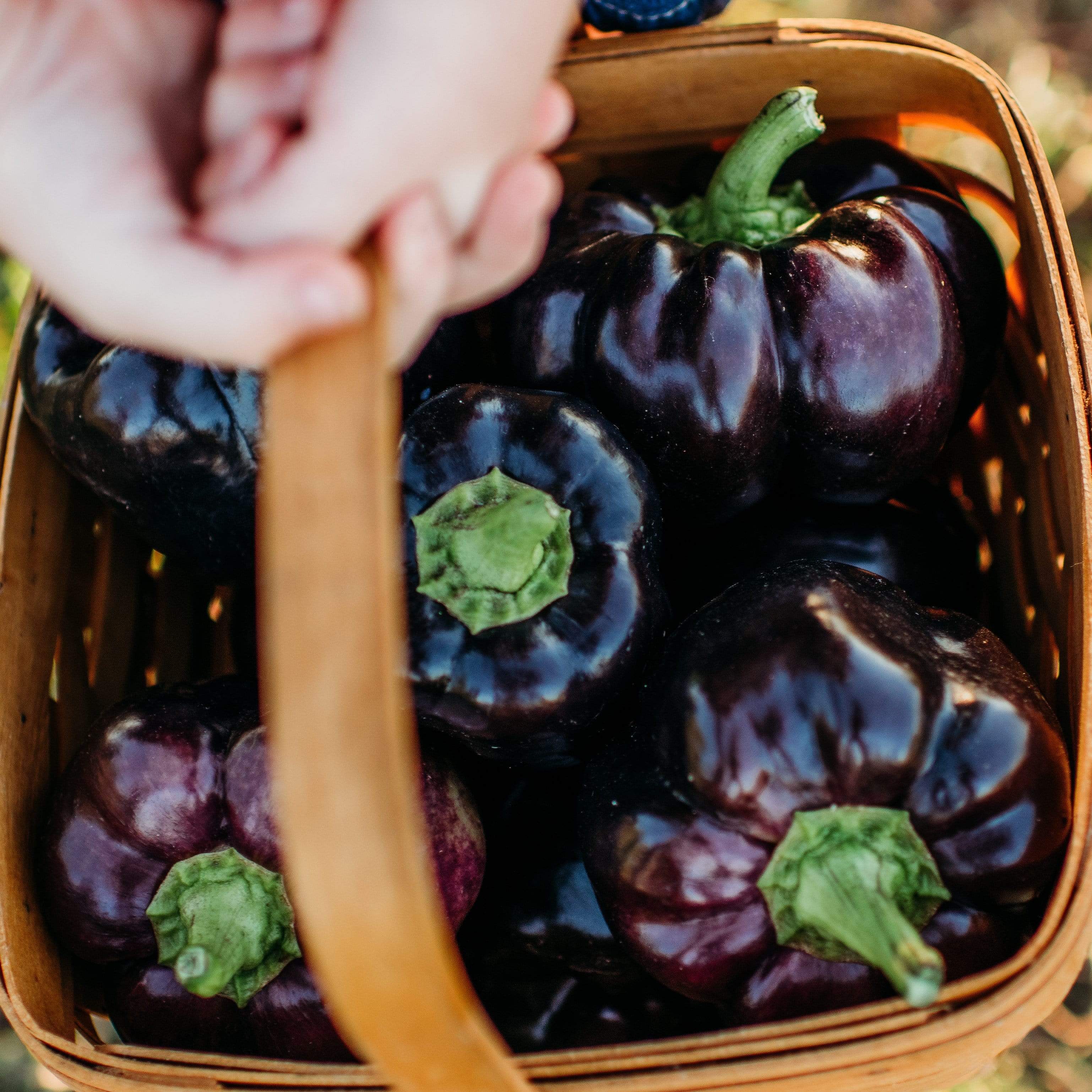 Purple Beauty Bell Pepper Seeds