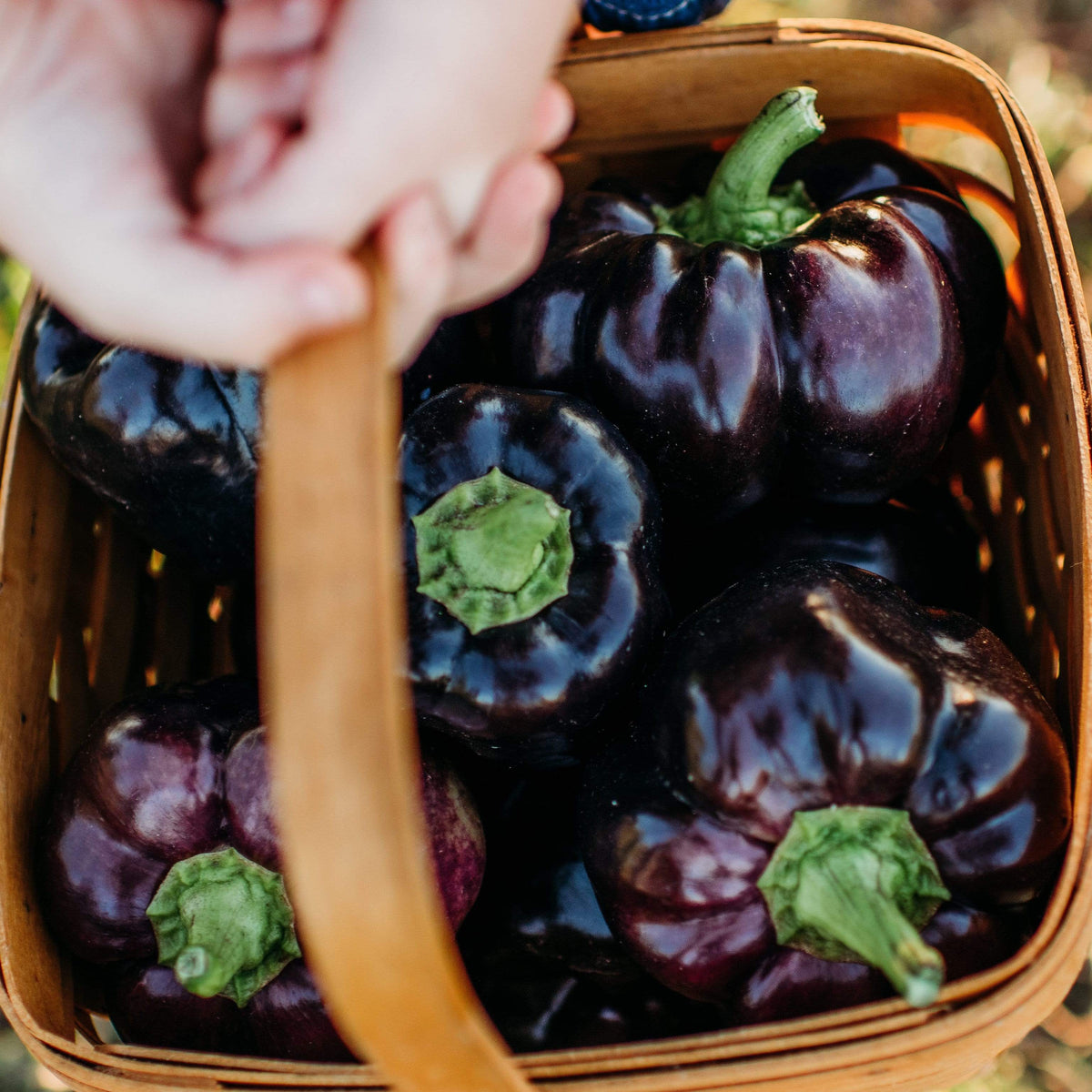 Purple Beauty Bell Pepper