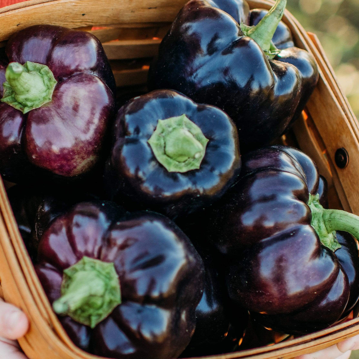 Purple Beauty Bell Pepper