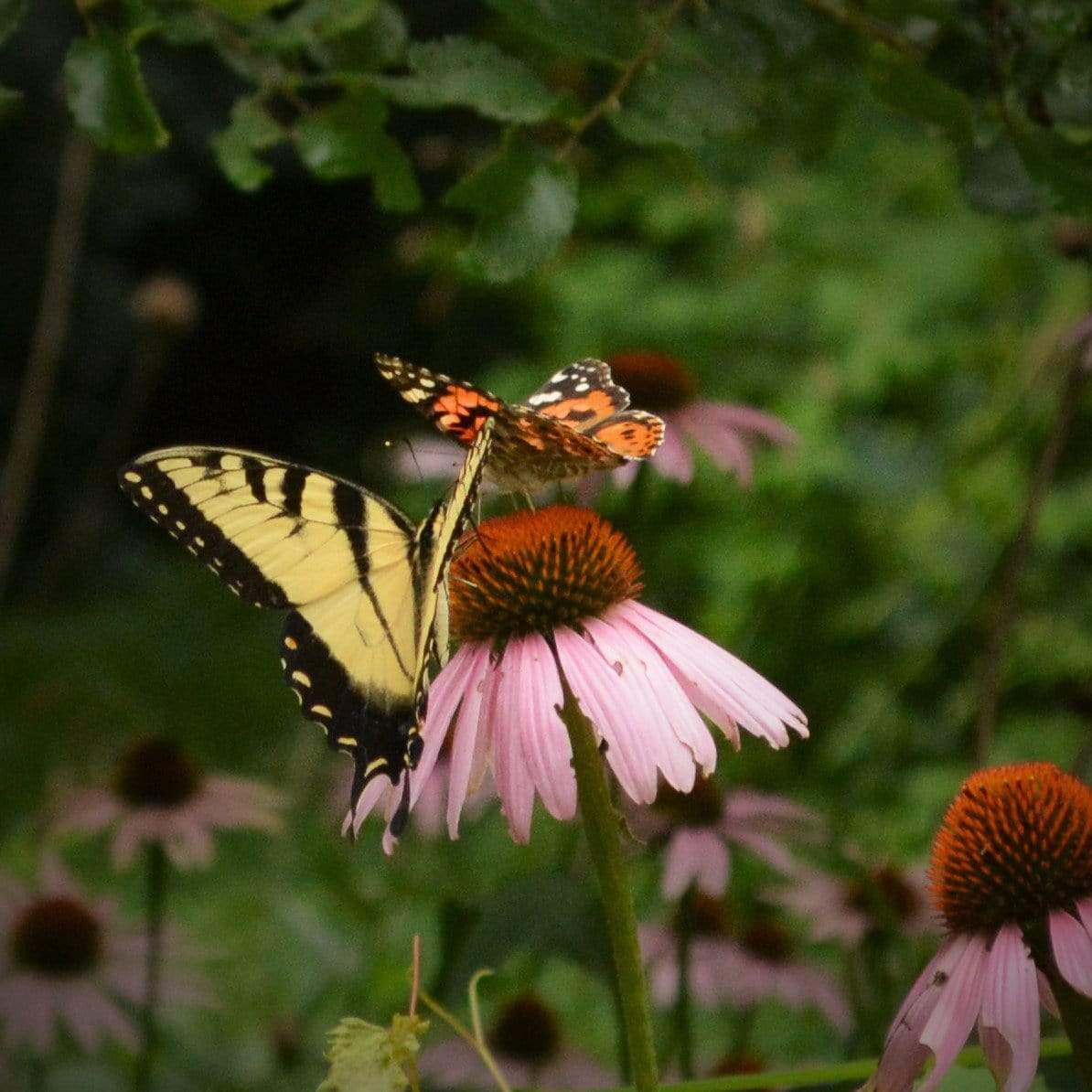 Purple Coneflower