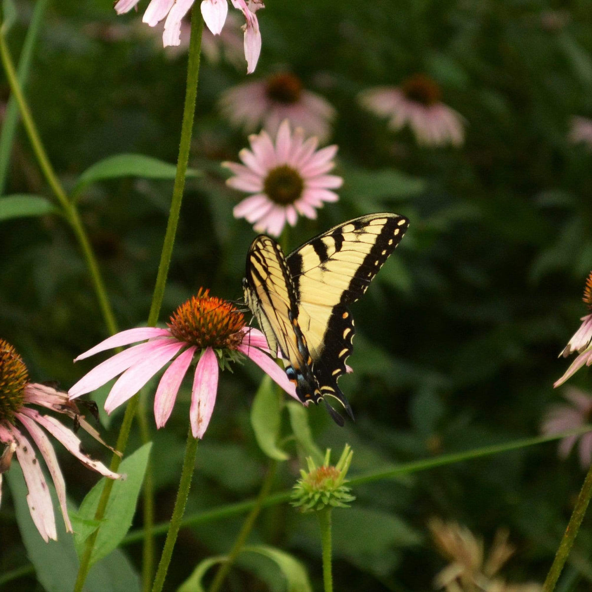 Purple Coneflower