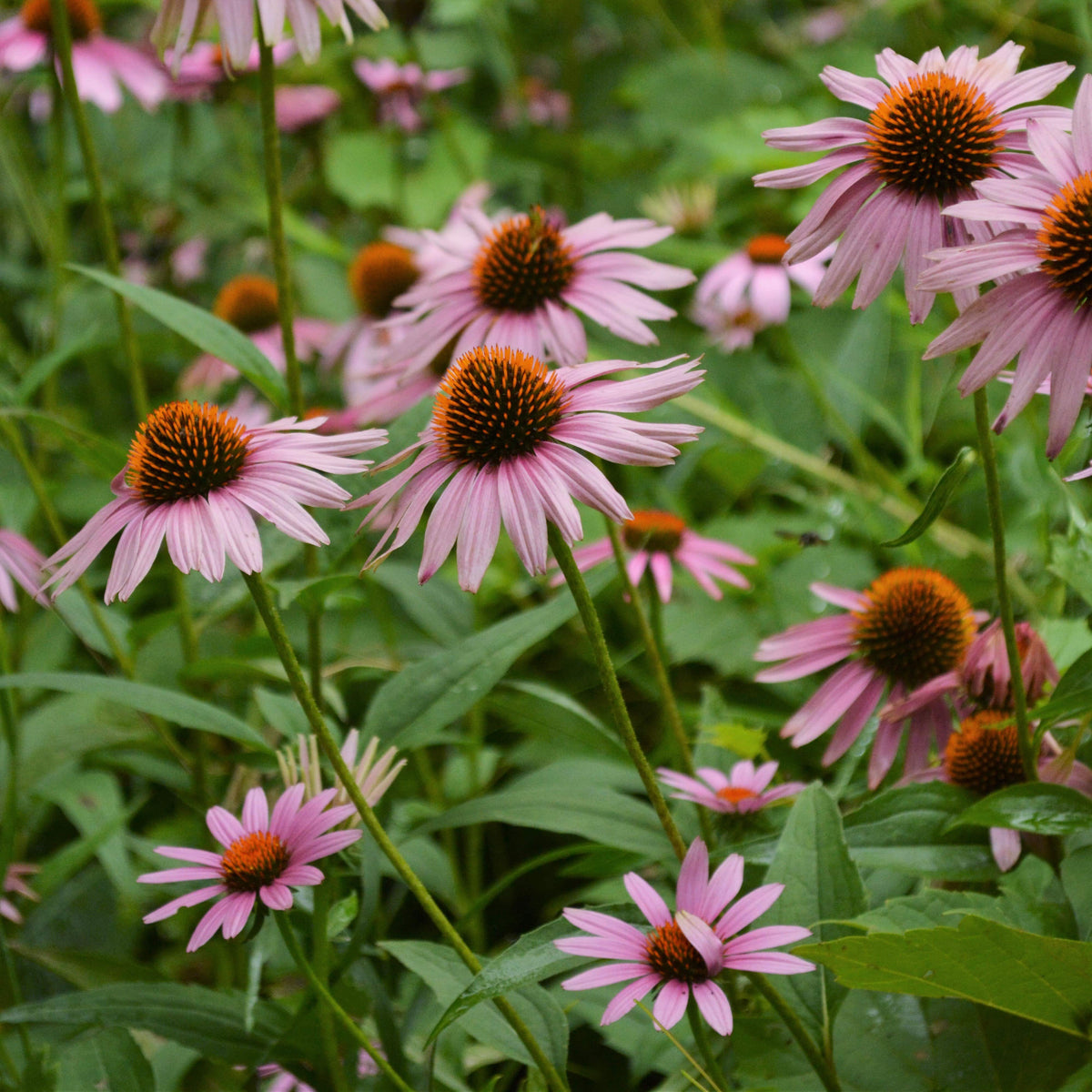 Purple Coneflower