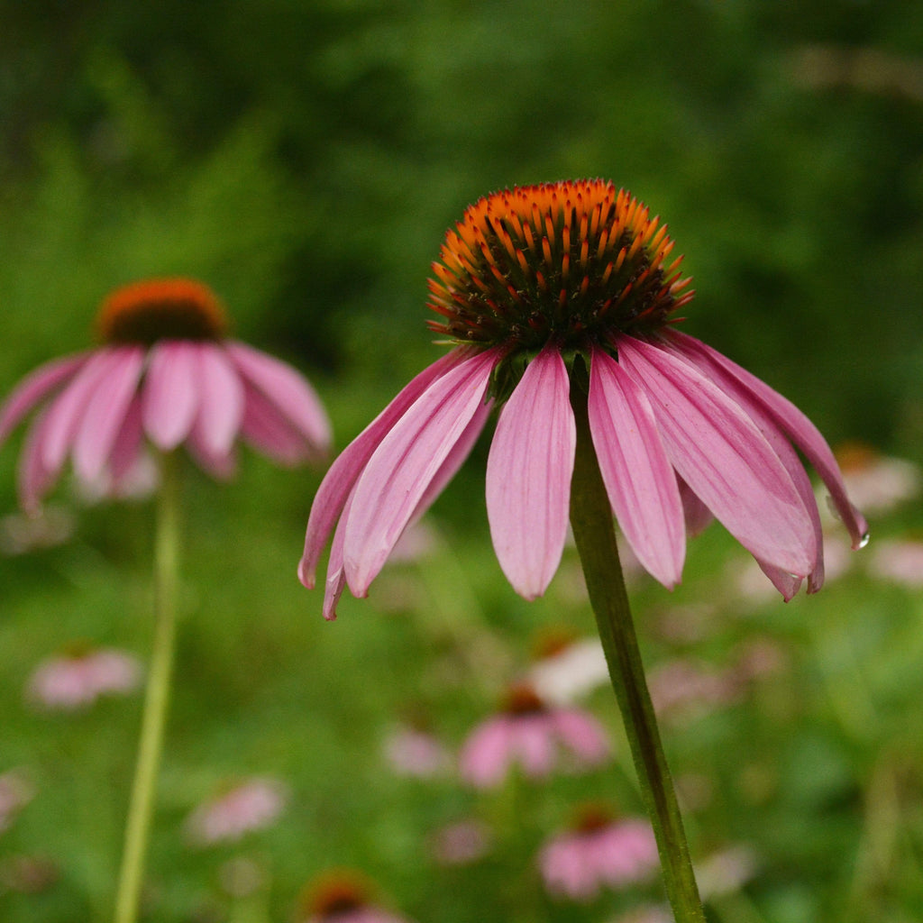 Purple Coneflower Seeds