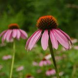 Purple Coneflower Seeds