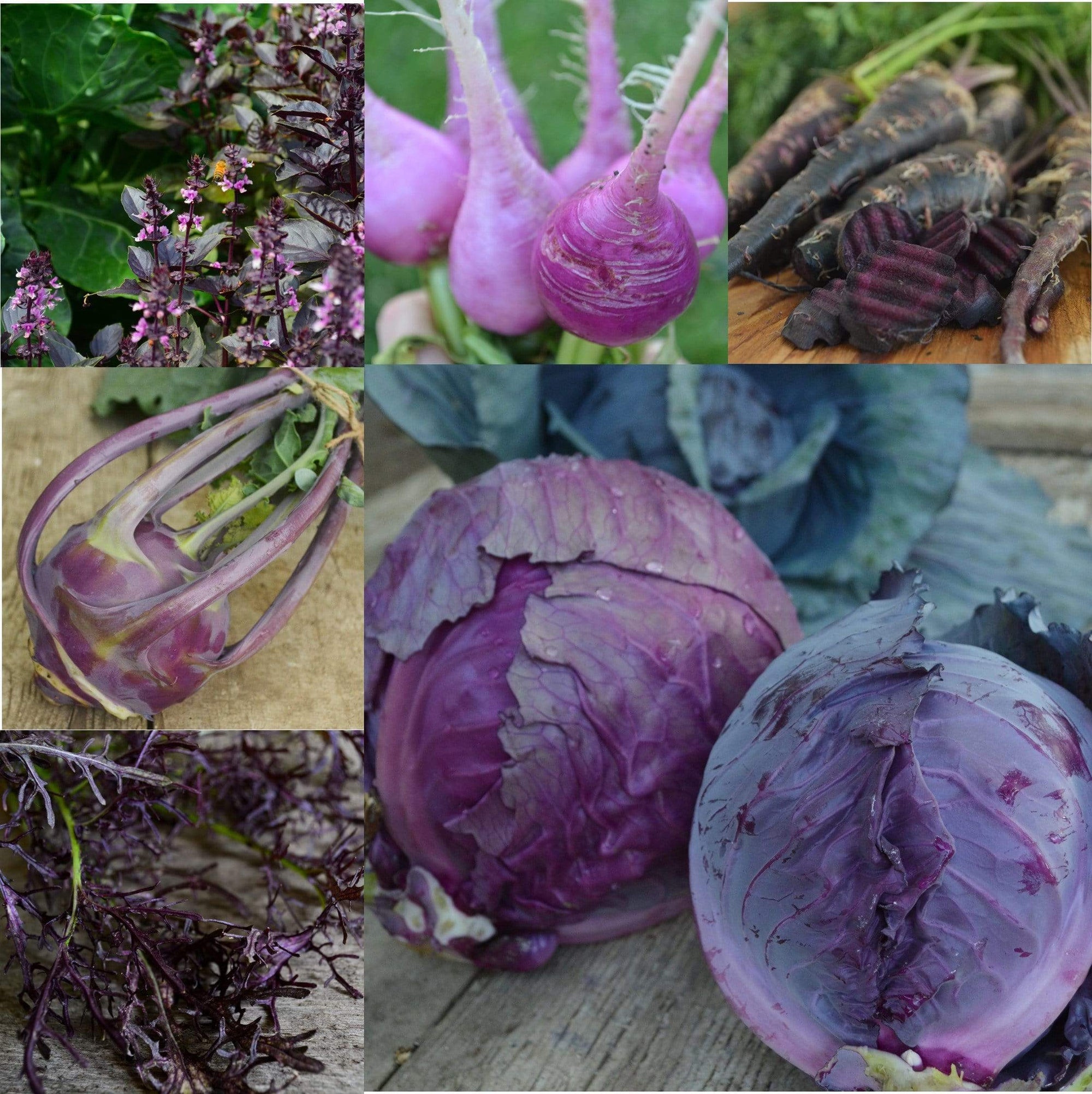purple garden seeds Purple Garden Collection