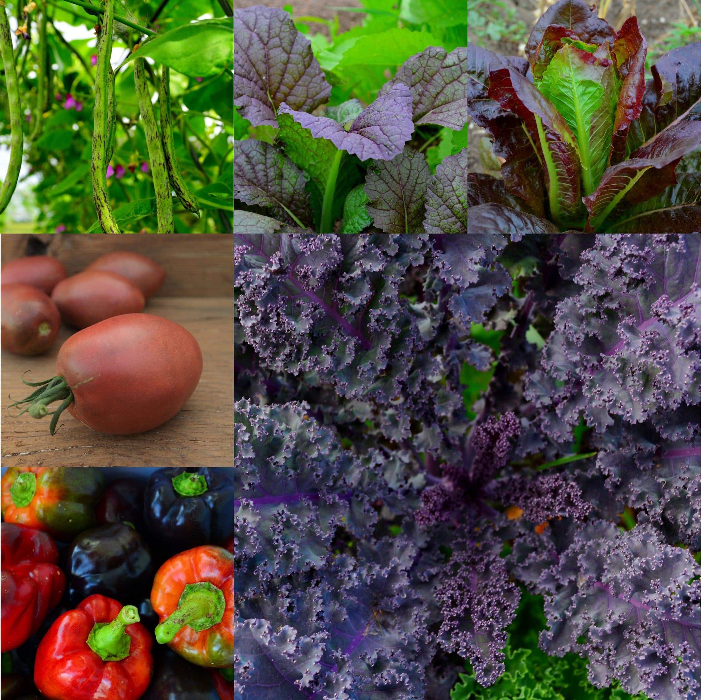 Purple Garden Collection Seeds