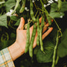 Purple Goose Heirloom Pole Bean