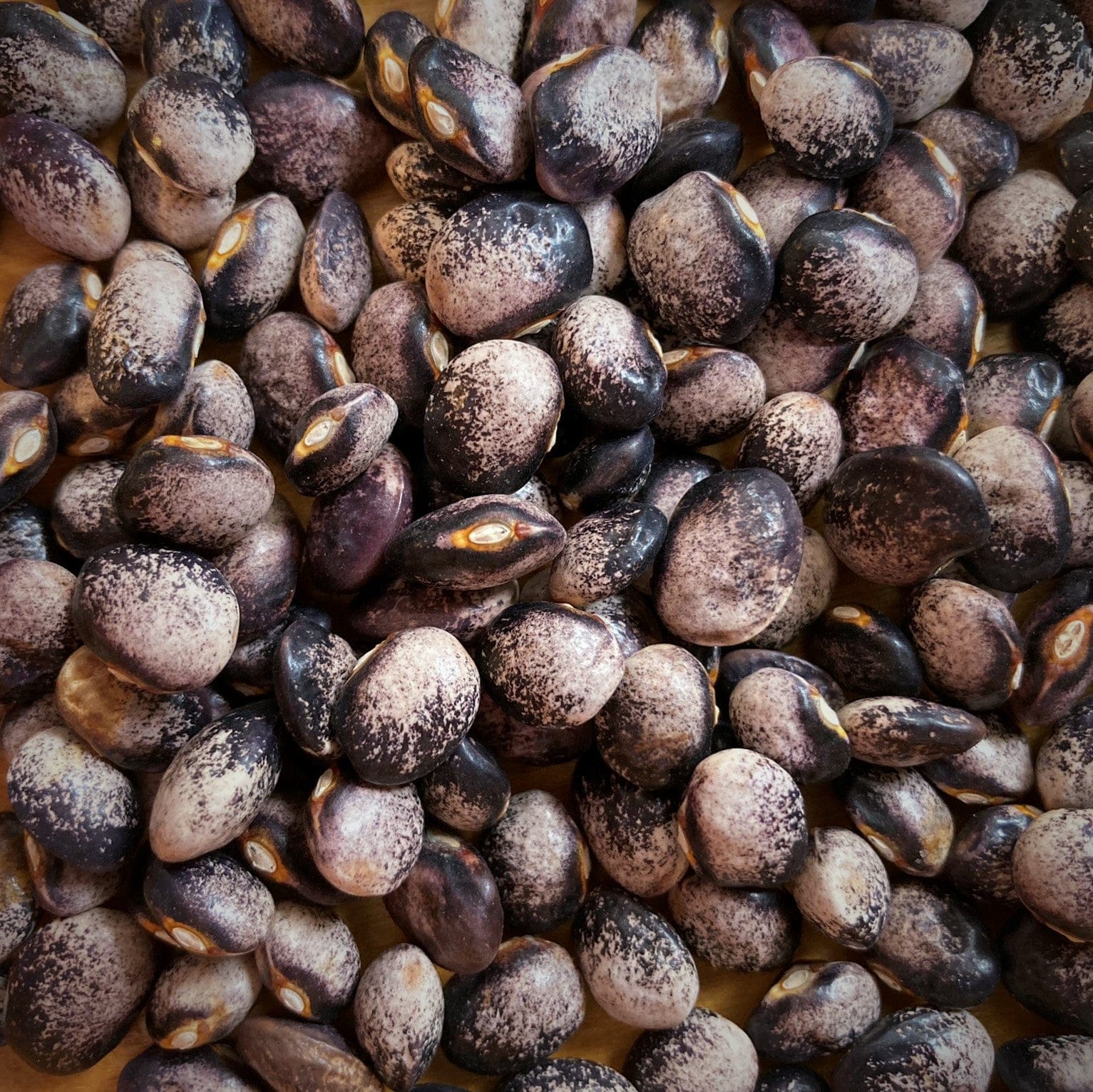 Purple Goose Heirloom Pole Bean Seeds