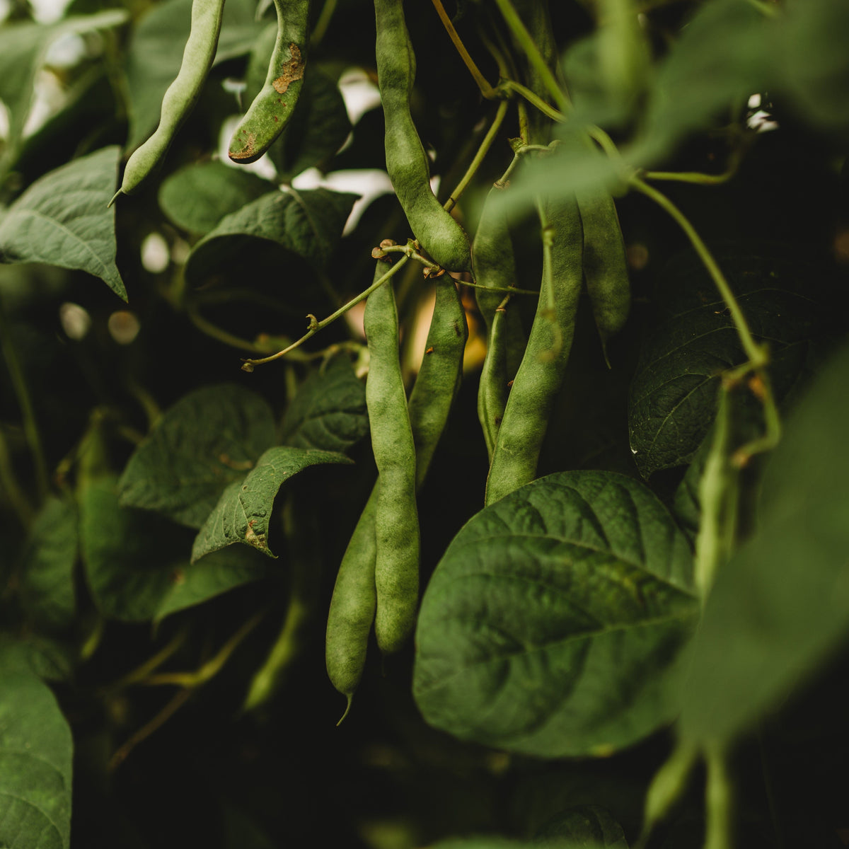 Purple Goose Heirloom Pole Bean