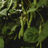 Purple Goose Heirloom Pole Bean Seeds