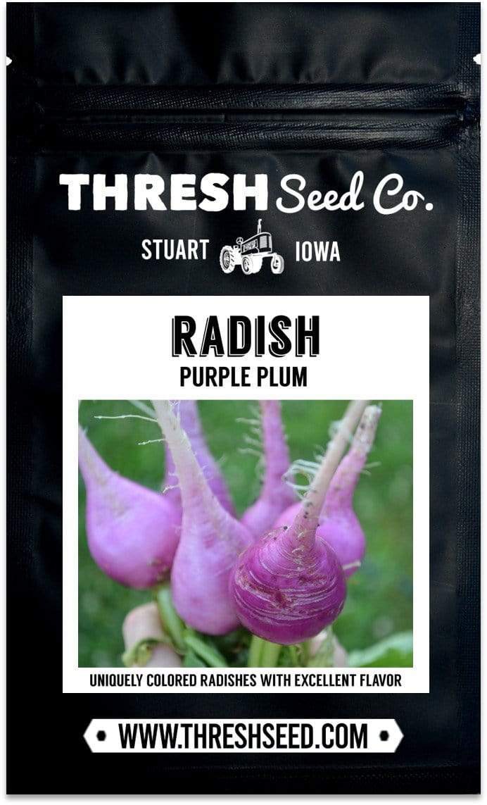 Purple Plum Radish Seeds
