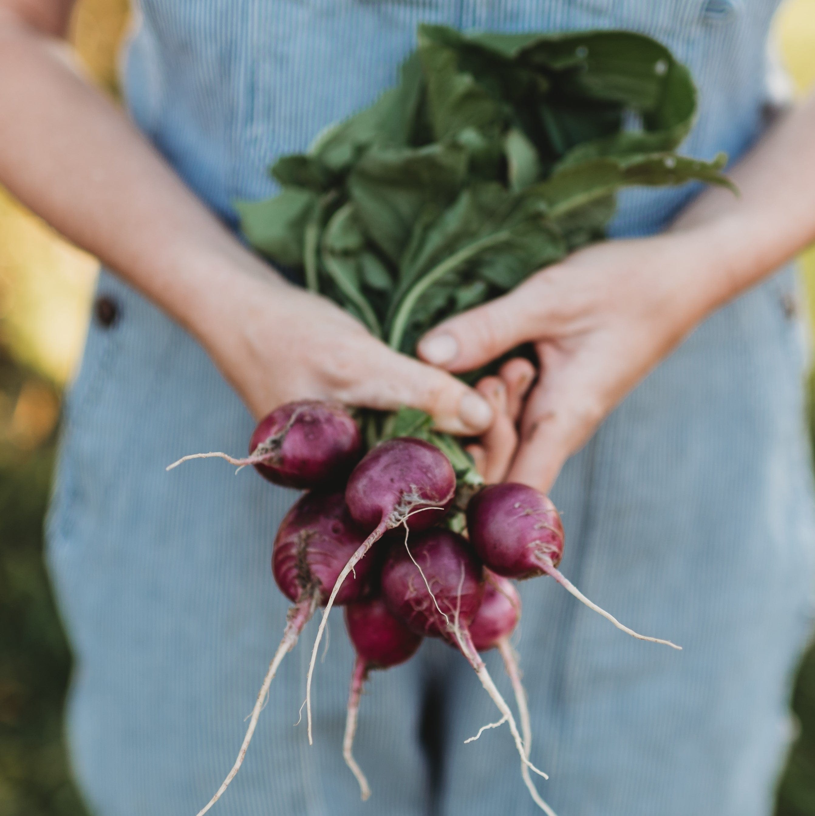 Purple Plum Radish Seeds
