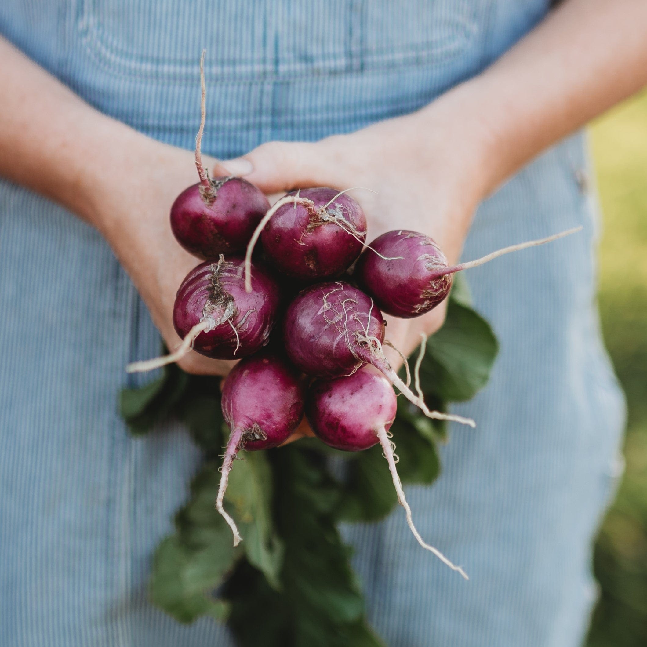 Purple Plum Radish Seeds