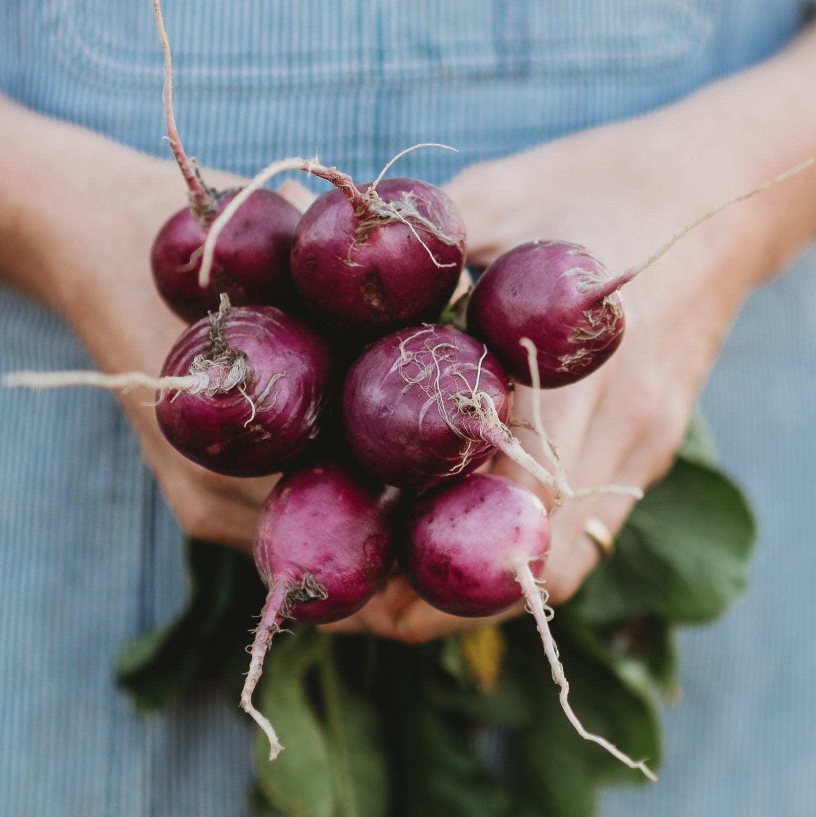 Purple Plum Radish Seeds