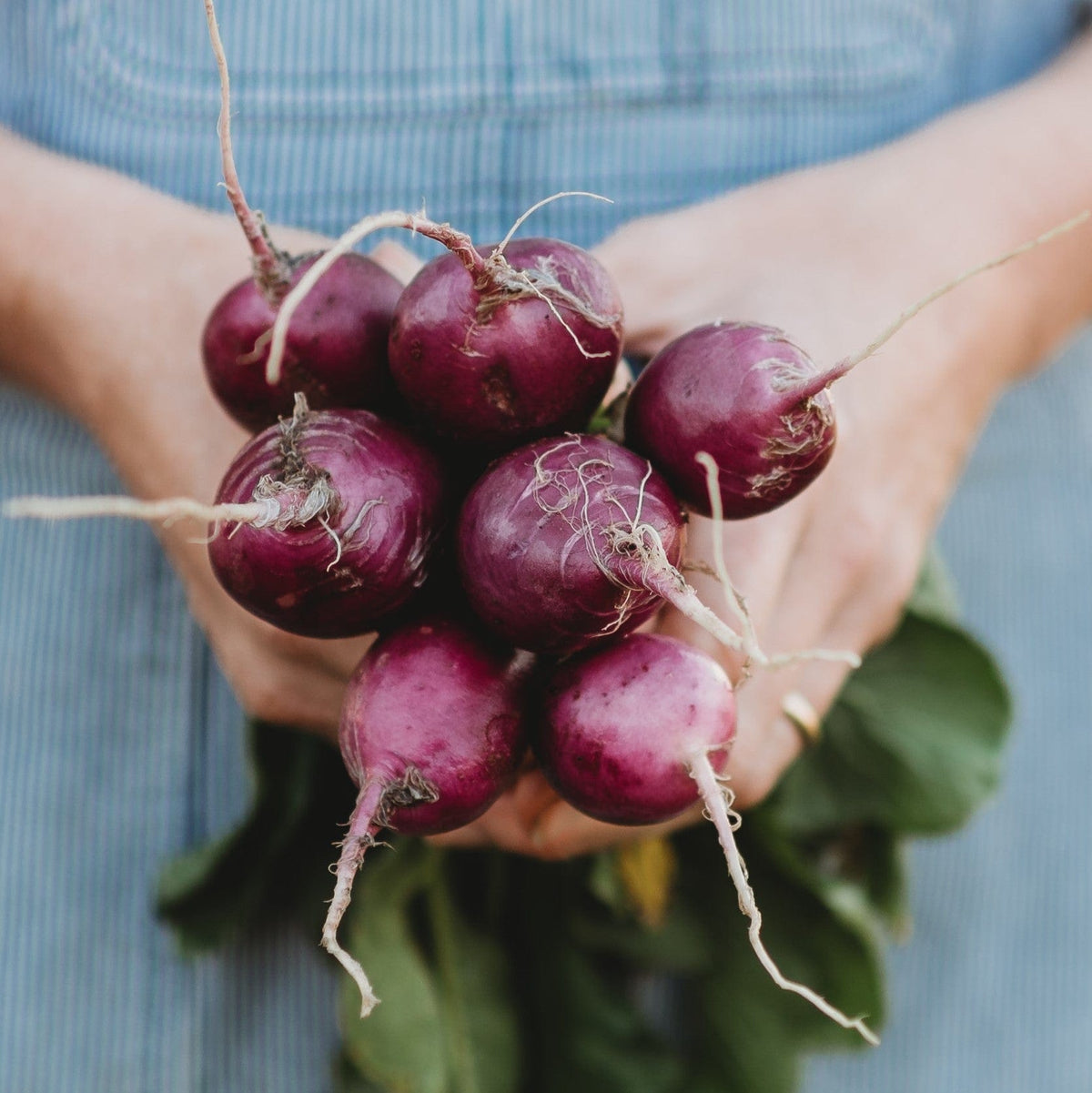 Purple Plum Radish