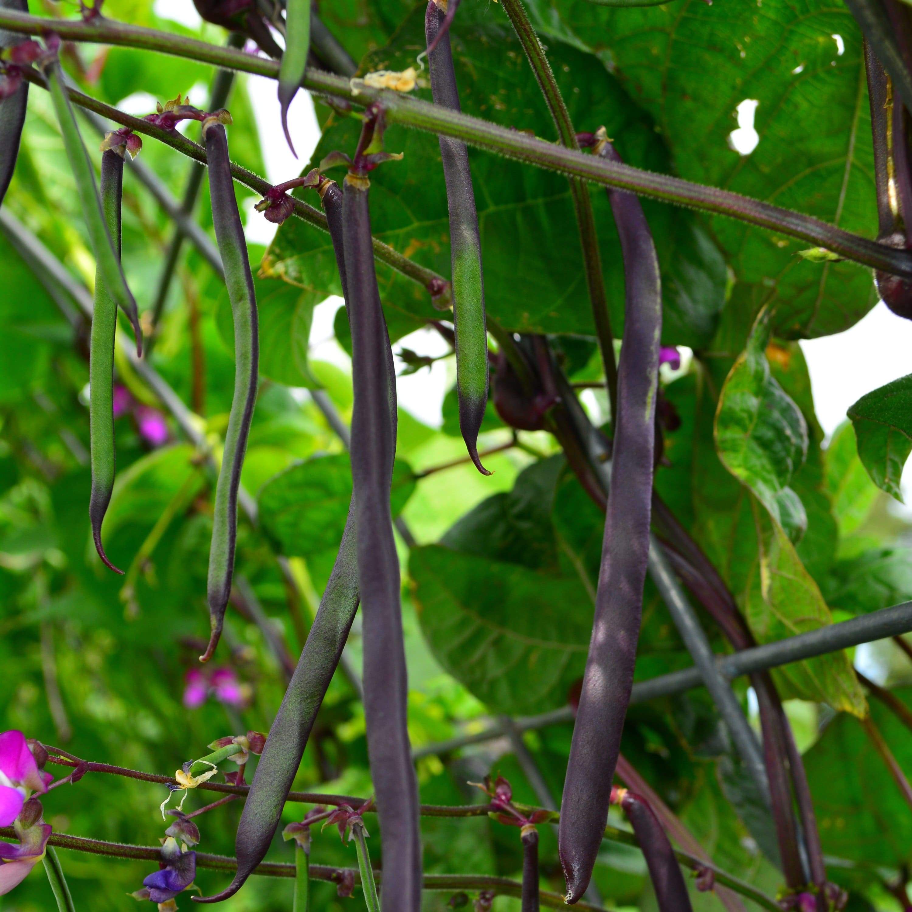 Purple Podded Pole Snap Bean growing in garden
