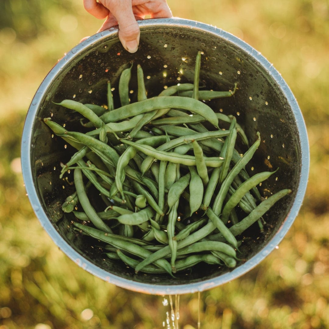 Ram&#39;s Horn Half-Runner Bean