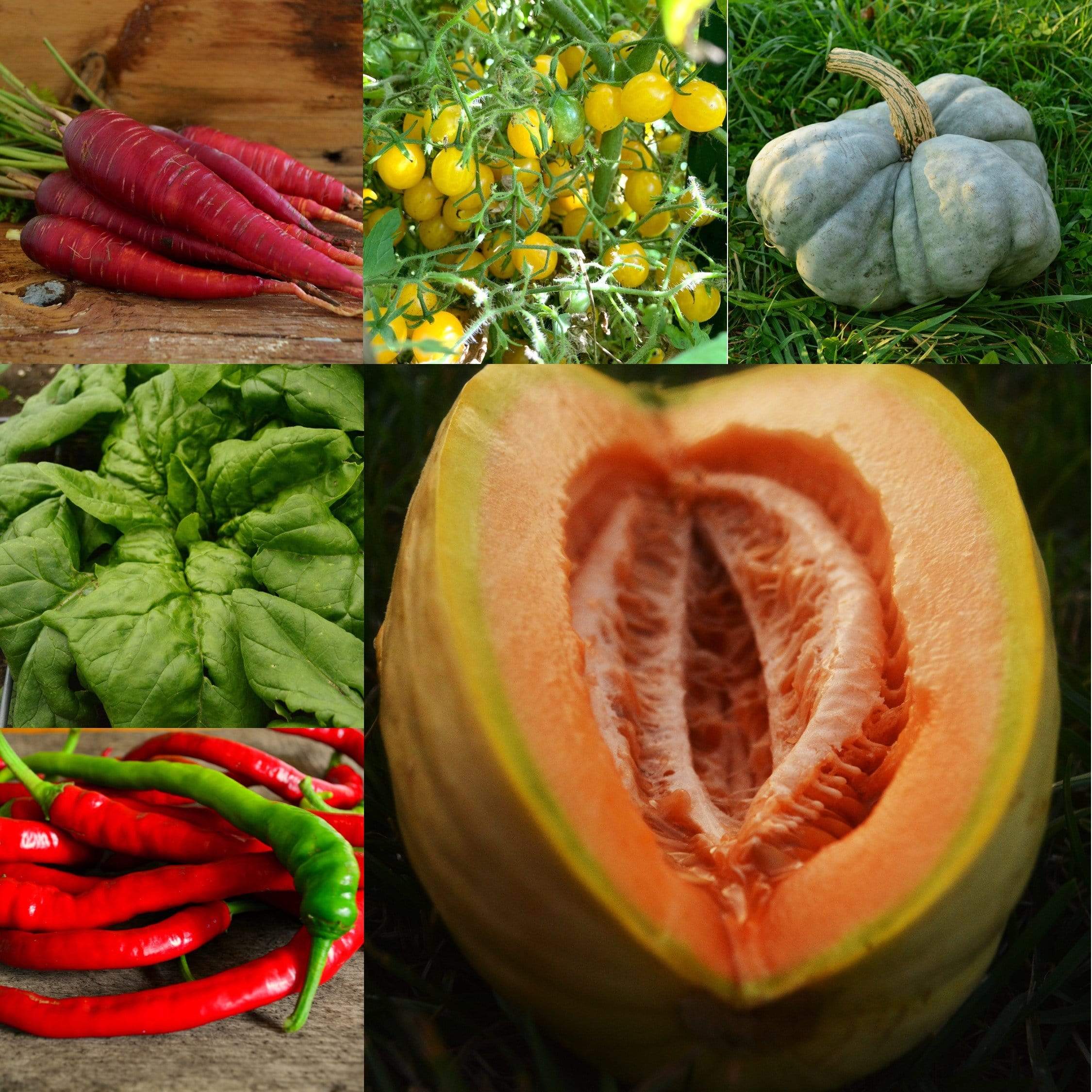 Rare Gems Collection Seeds