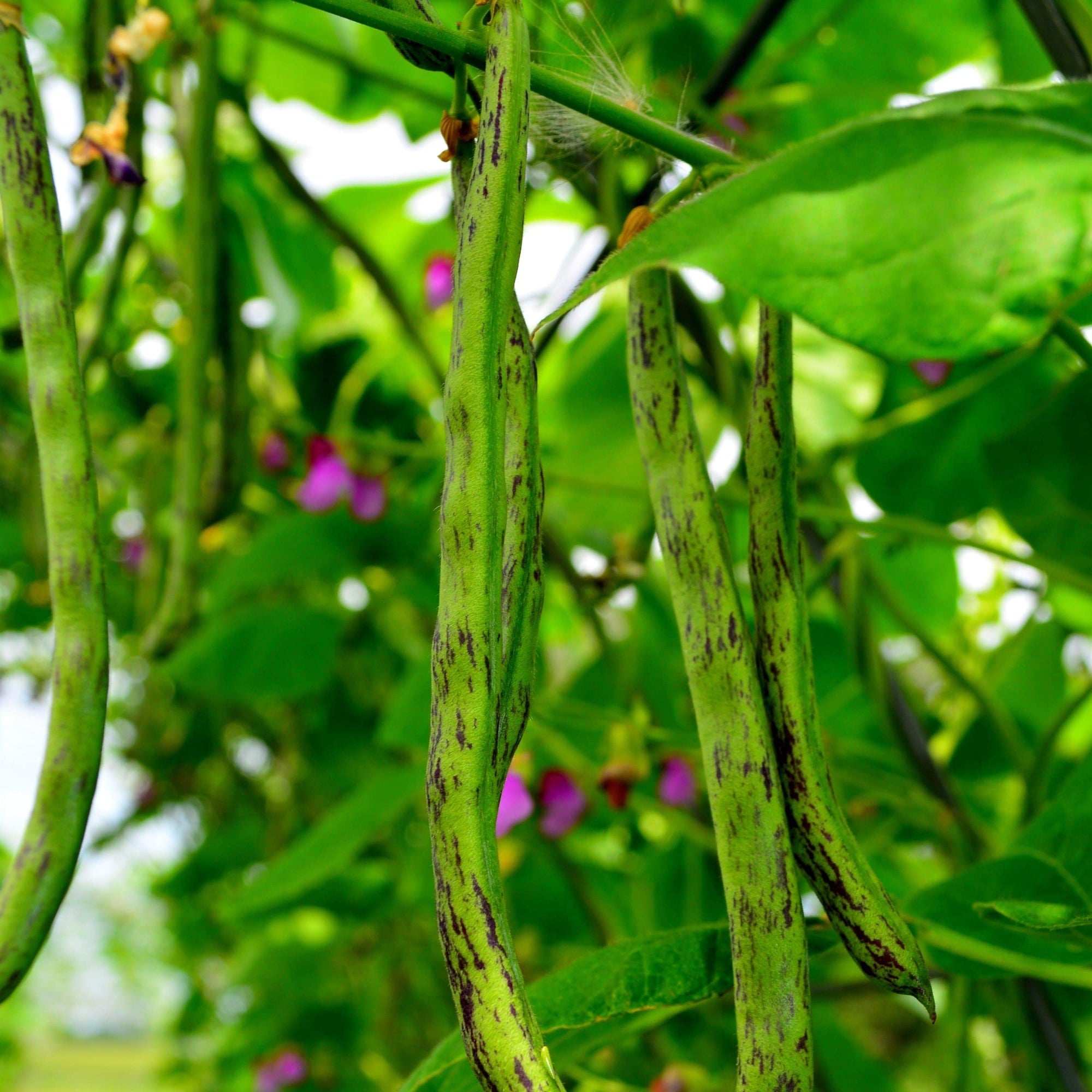 planting pole bean seeds Rattlesnake Bean