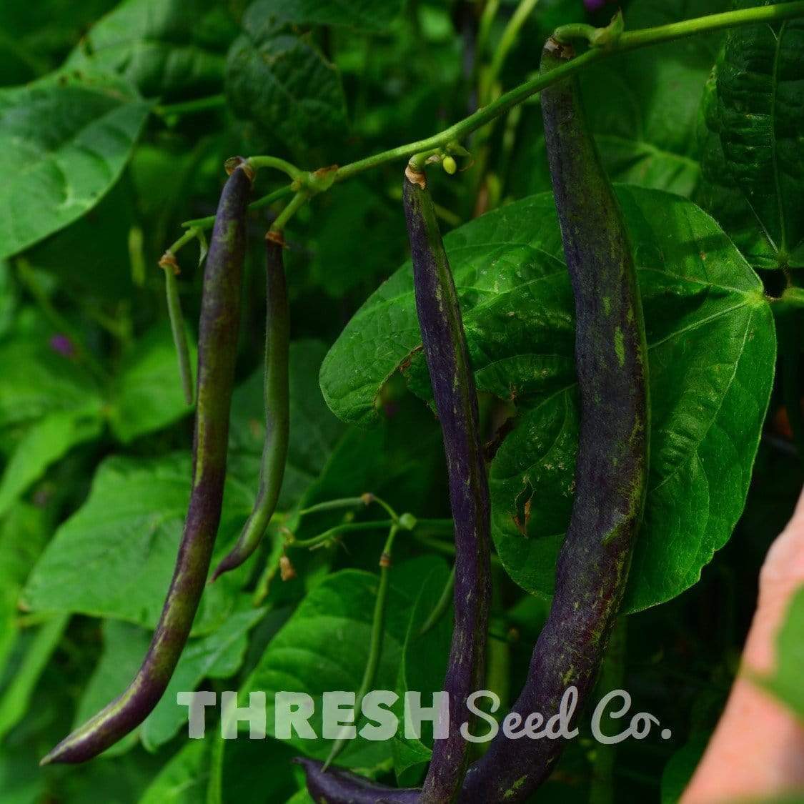 Rattlesnake Snap Pole Green Bean Seeds