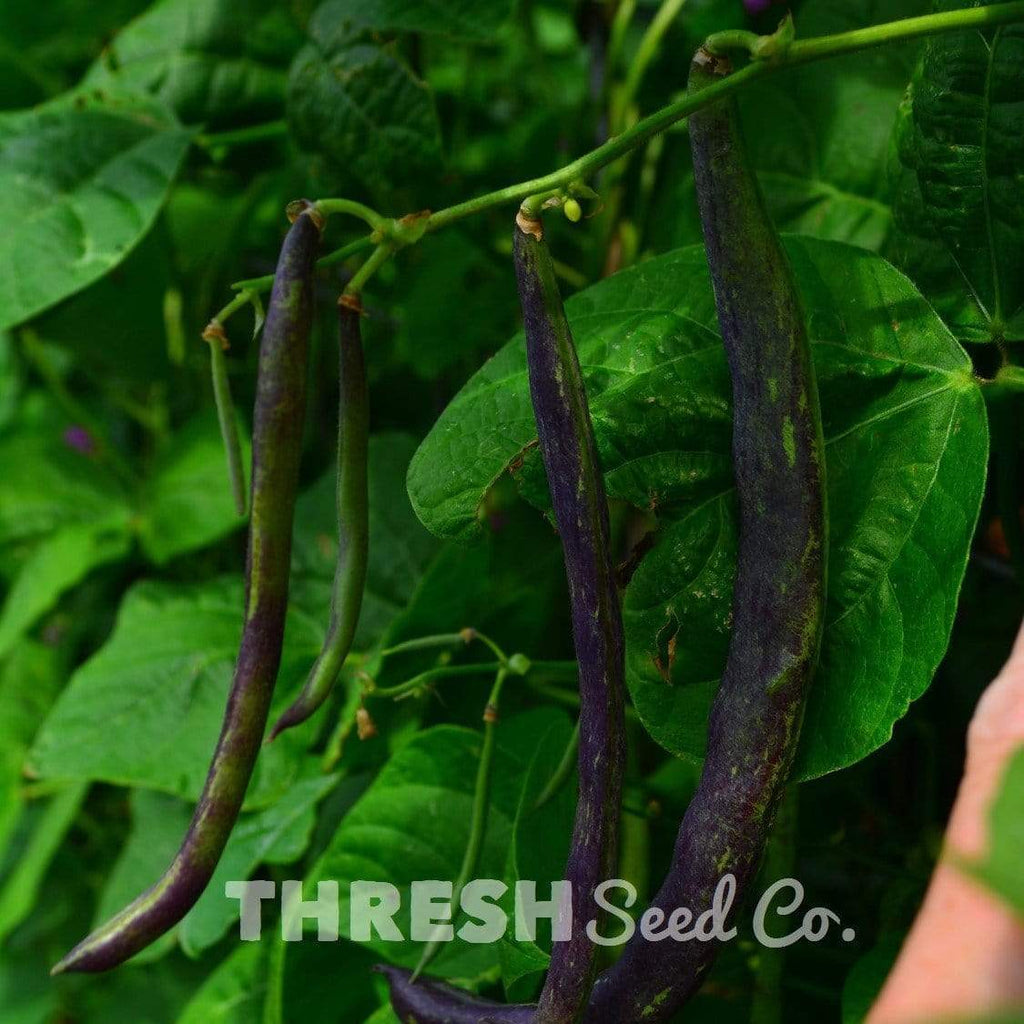 Rattlesnake Snap Pole Green Bean Seeds