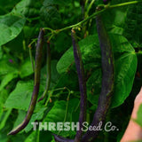 Rattlesnake Snap Pole Green Bean Seeds