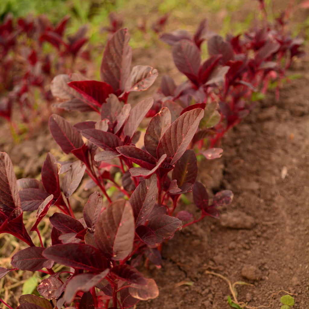 Red Garnet Amaranth Seeds