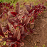 Red Garnet Amaranth Seeds
