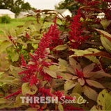 Red Garnet Amaranth Seeds