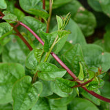 Red Malabar Spinach Seeds