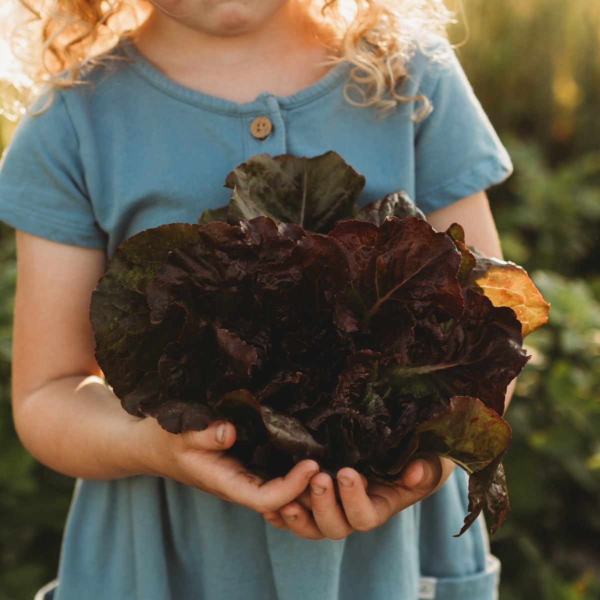 Red Romaine Lettuce