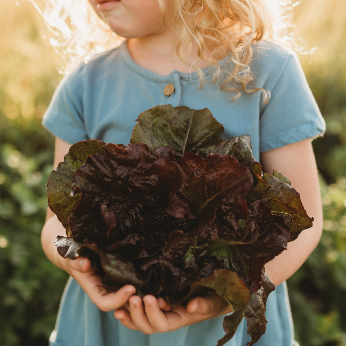 Red Romaine Lettuce