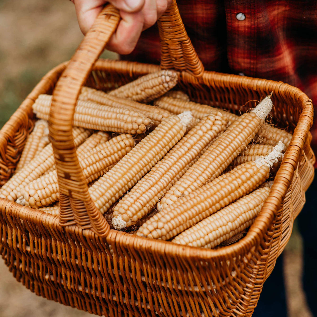 Rhode Island White Cap Flint Corn