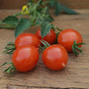 Riesentraube Cherry Tomato