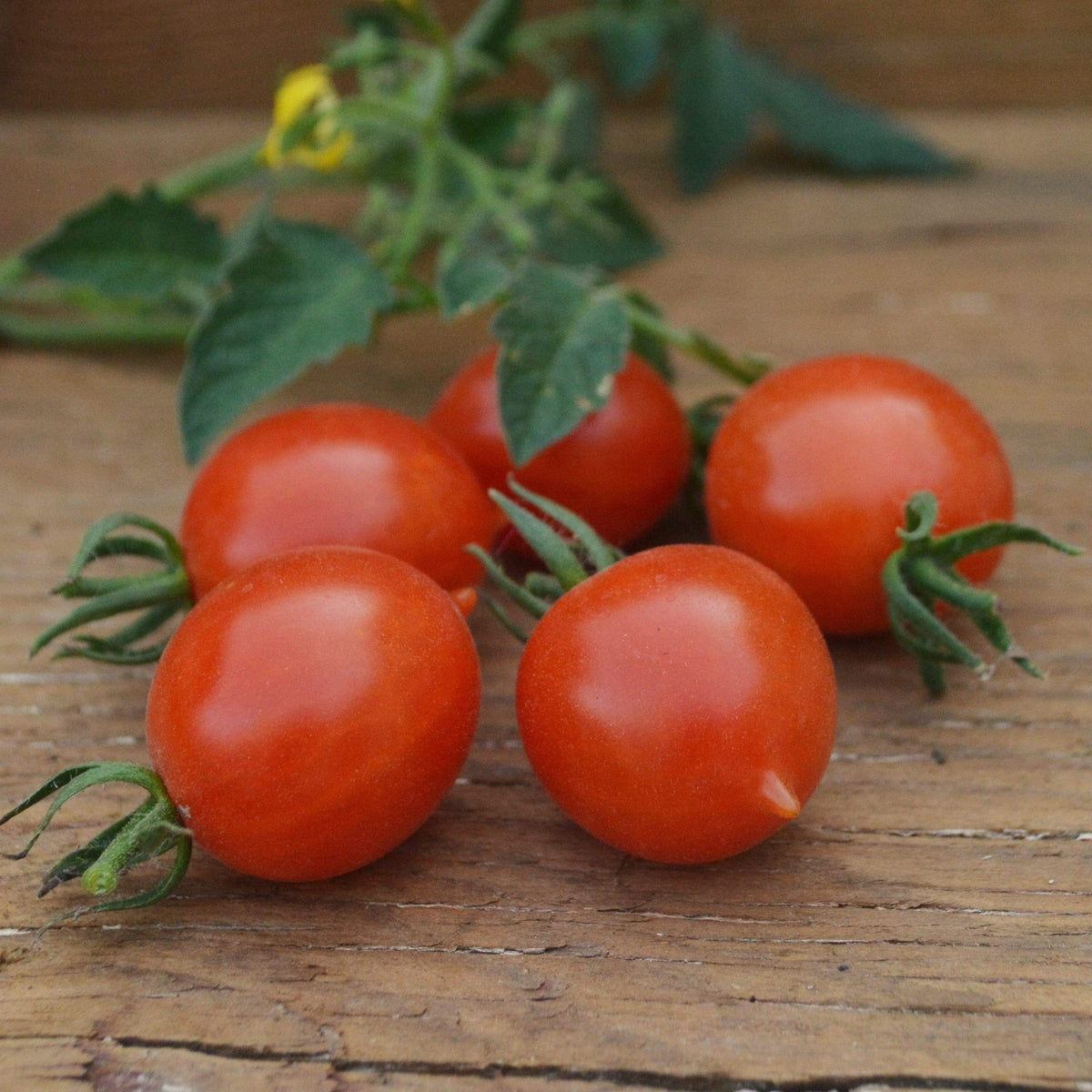 Riesentraube Cherry Tomato