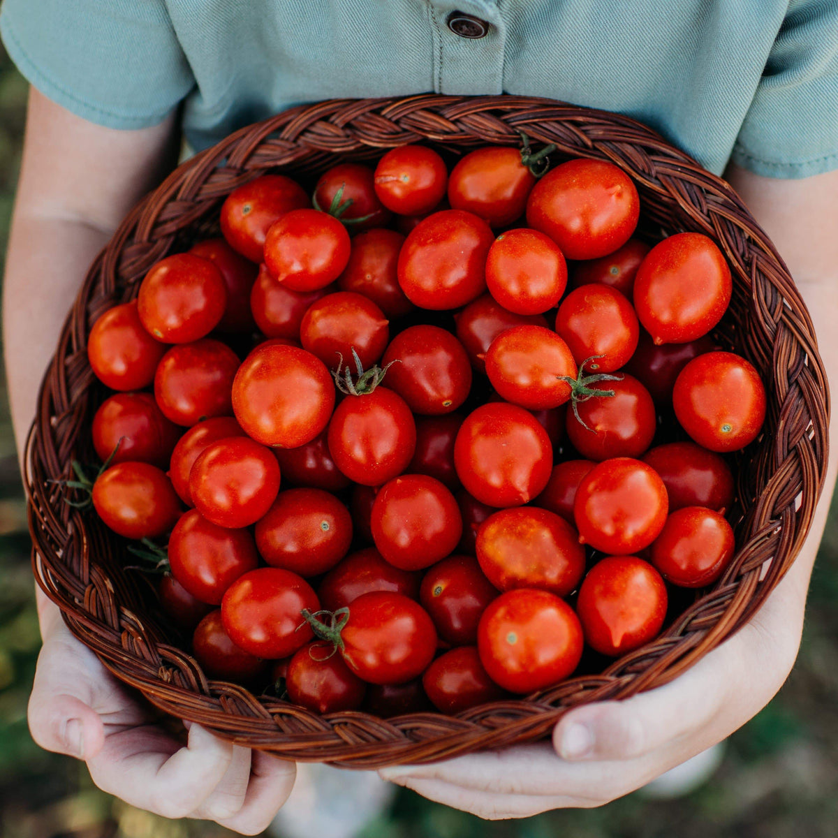 Riesentraube Cherry Tomato