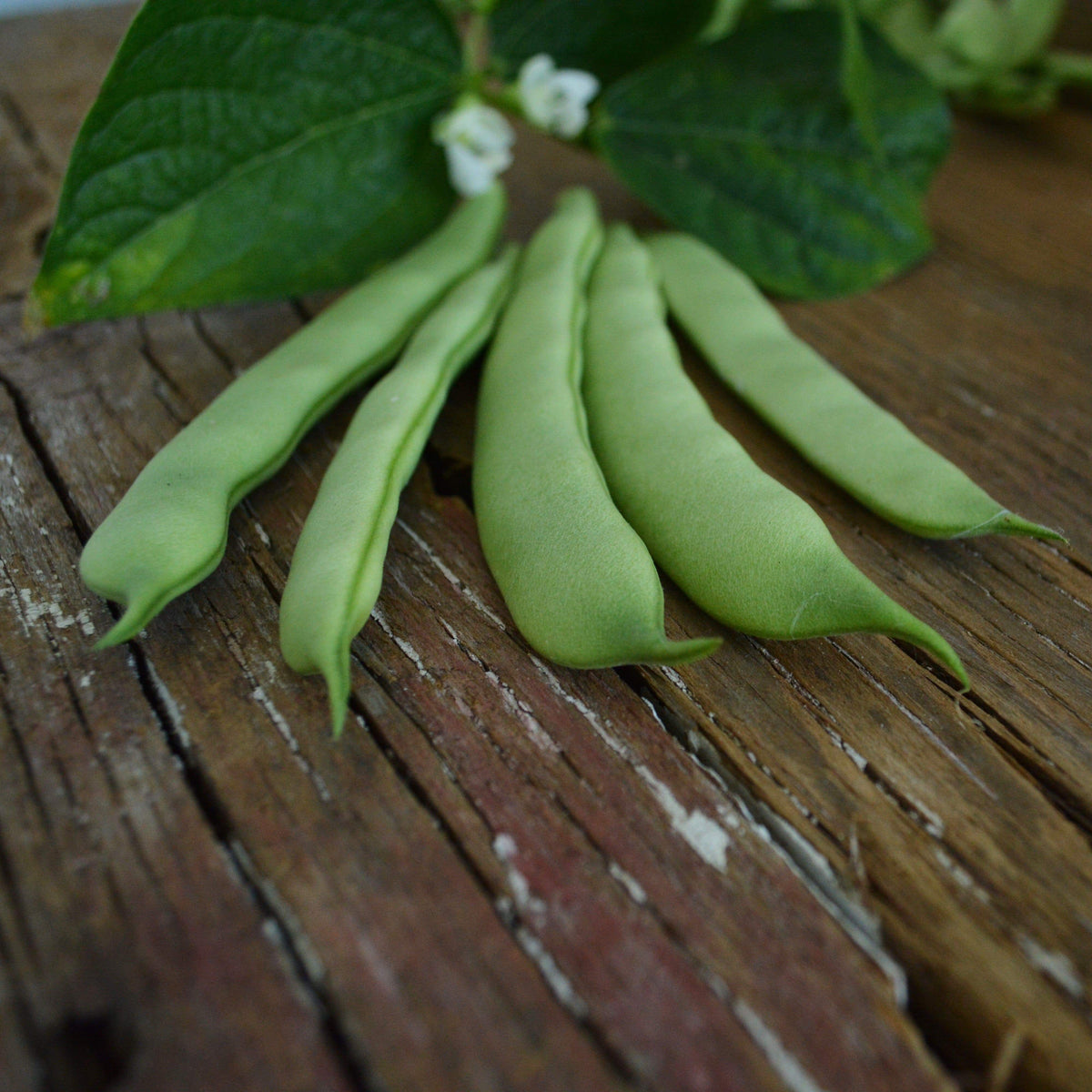 Roma II Bush Snap Green Bean