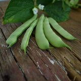 Roma II Bush Snap Green Bean Seeds